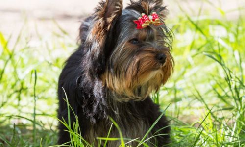 Yorkshire Terrier puppy with a red bow, sitting outdoors among green grass and plants.