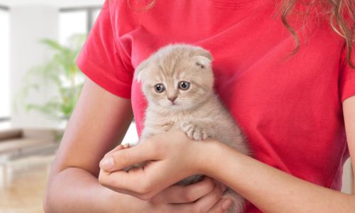 Lakeside Pet Sitting - Adorable kitten in a caring person's hands.